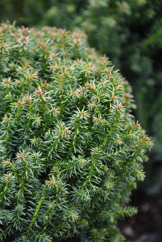 Cryptomeria japonica 'Compressa'