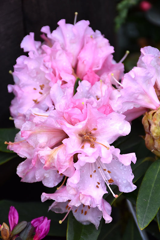 Rhododendron 'Rosamundi'