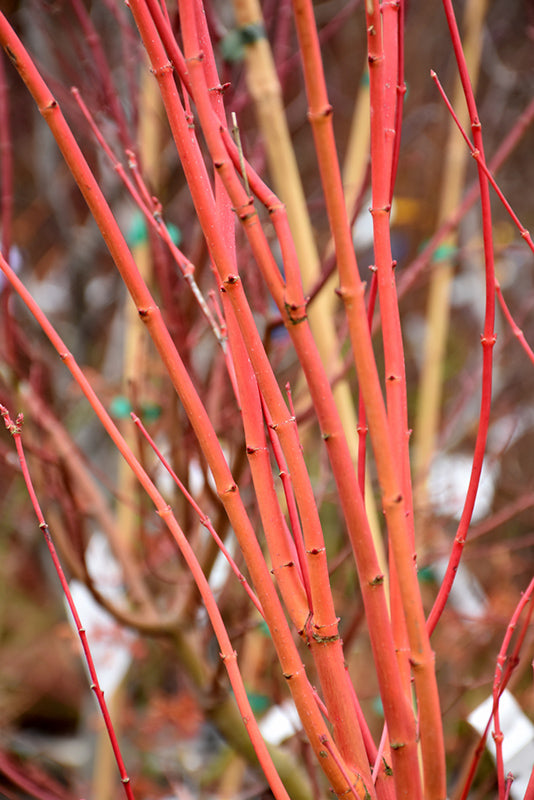 Acer palmatum 'Japanese Sunrise'