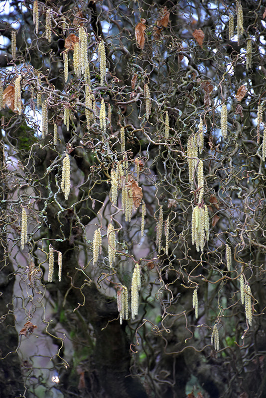 Corylus avellana 'Contora'