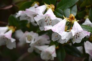 Rhododendron 'Cilpinense'