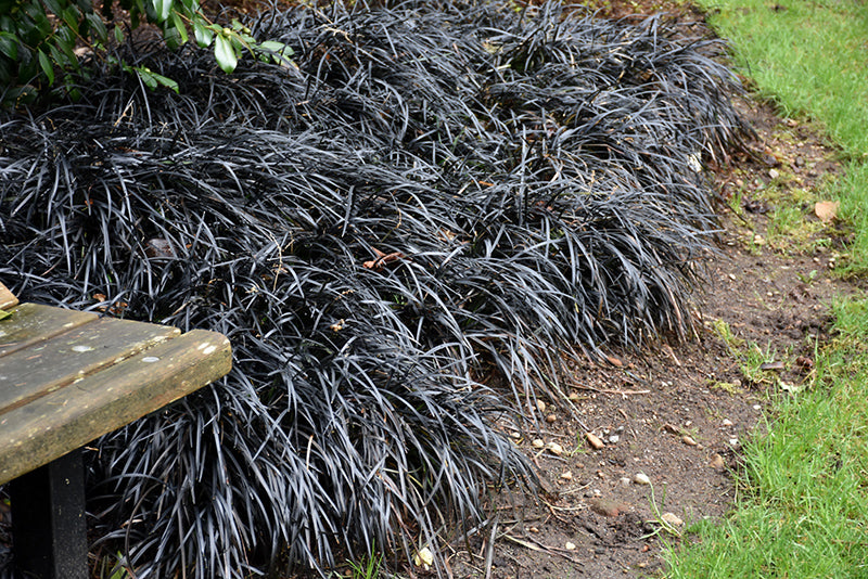 Ophiopogon planiscapus 'Nigrescens'