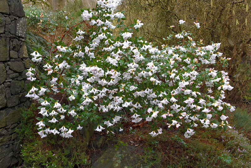 Rhododendron 'Cilpinense'