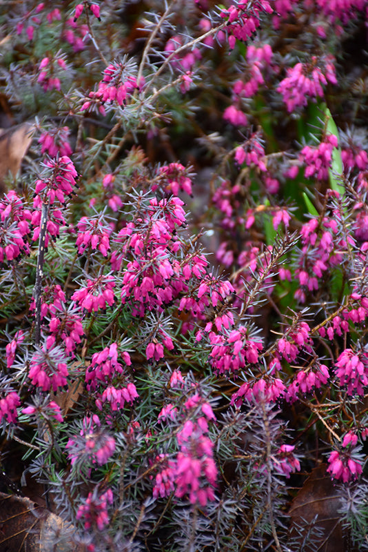 Erica carnea 'Nathalie'