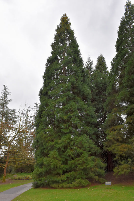 Sequoia giganteum