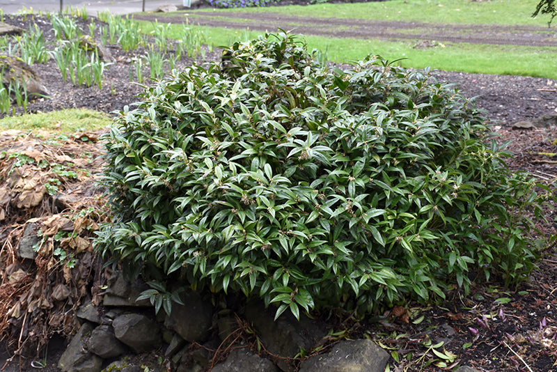 Sarcococca hookeriana 'Fragrant Mountain'