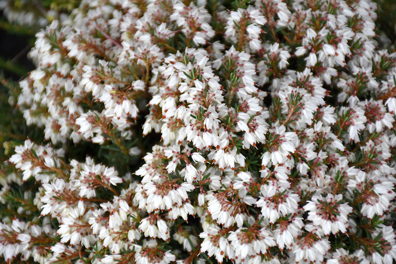 Erica x darleyensis 'Silberschmelze'