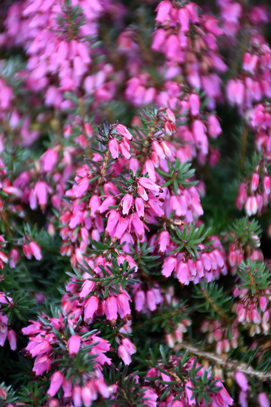 Erica carnea 'Tanja'