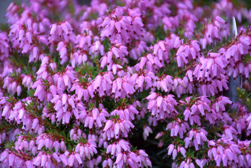 Erica carnea 'Rosalie'