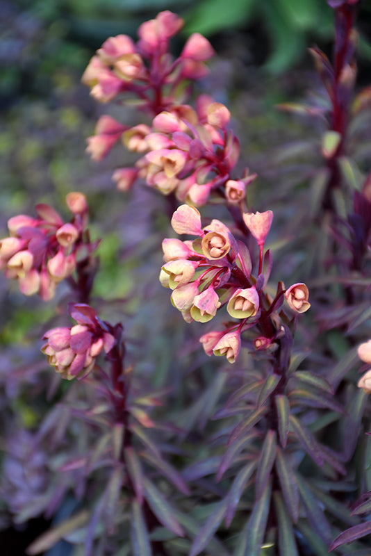 Euphorbia 'Blackbird'