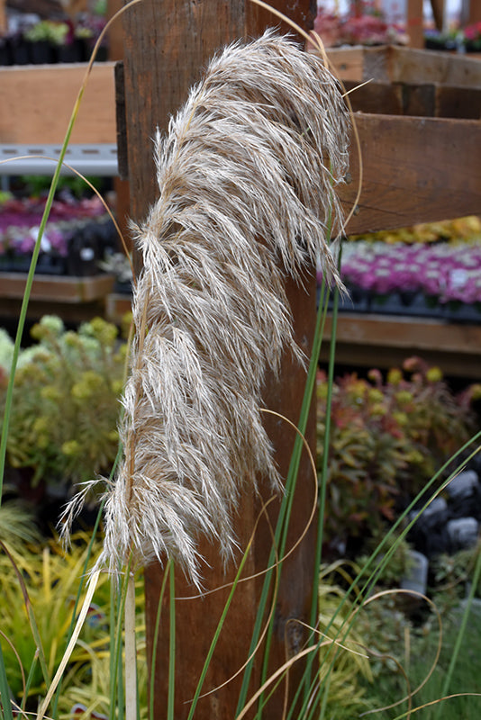 Cortaderia selloana 'Pumila'