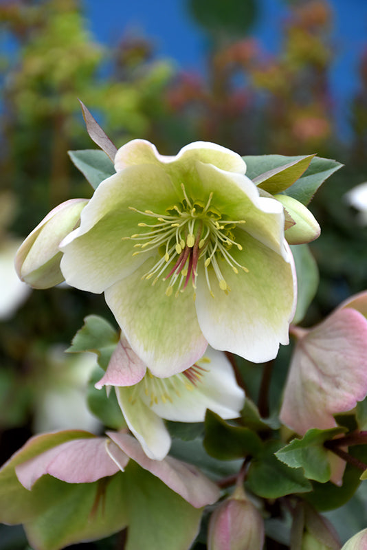 Helleborus 'Molly's White'