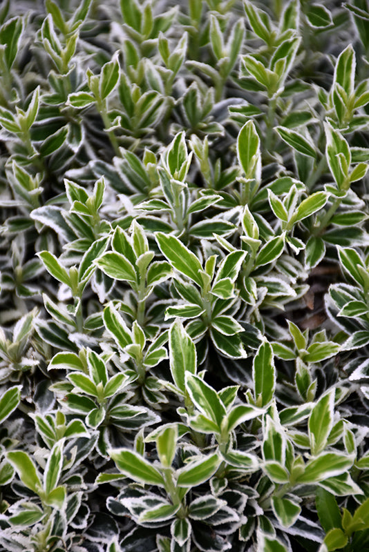 Euonymus japonicus microphyllus