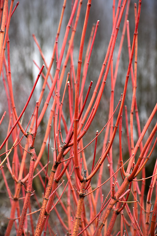 Acer circinatum 'Pacific Fire' (Vine Maple)