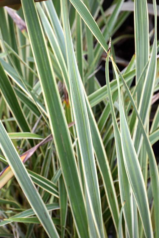 Phormium 'Golden Ray'