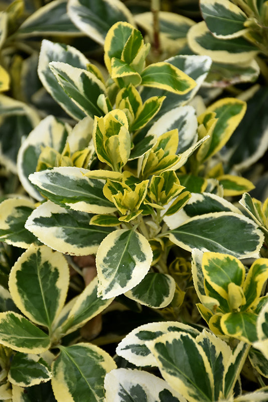 Euonymus japonicus 'Chollipo'