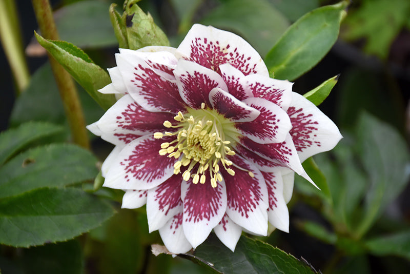 Helleborus orientalis 'Painted Double'