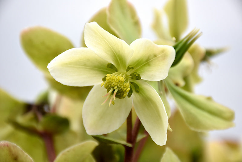 Helleborus 'Honeyhill Joy'