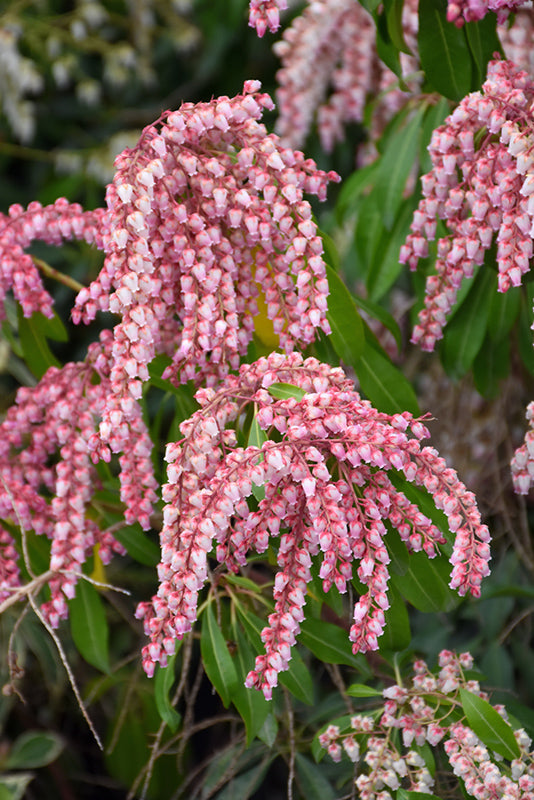 Pieris japonica 'Valley Rose'