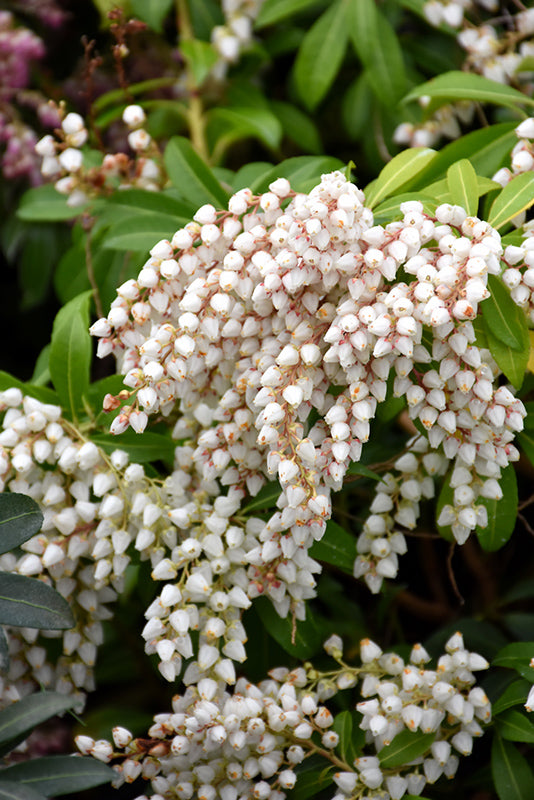 Pieris japonica 'Purity'