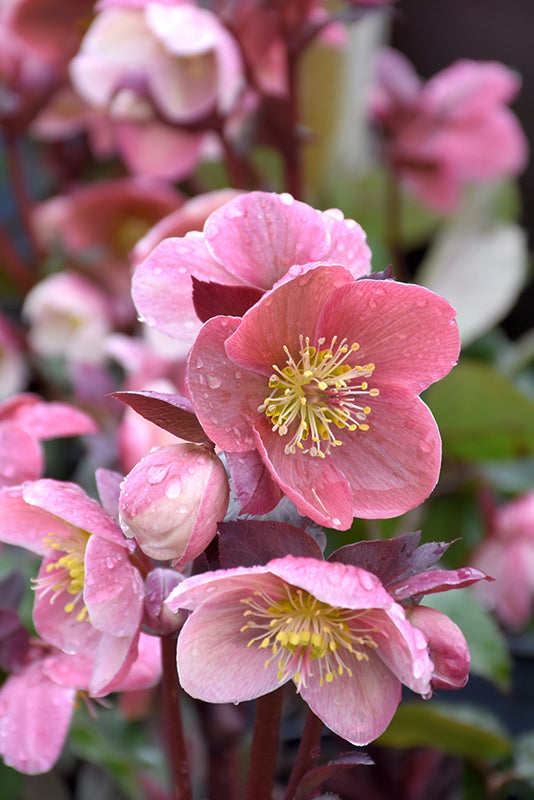 Helleborus 'Pink Frost'