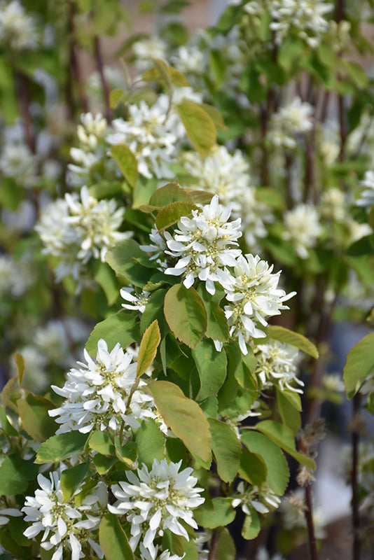 Amelanchier alnifolia 'Thiessen'