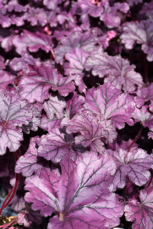 Heuchera 'Forever Purple'