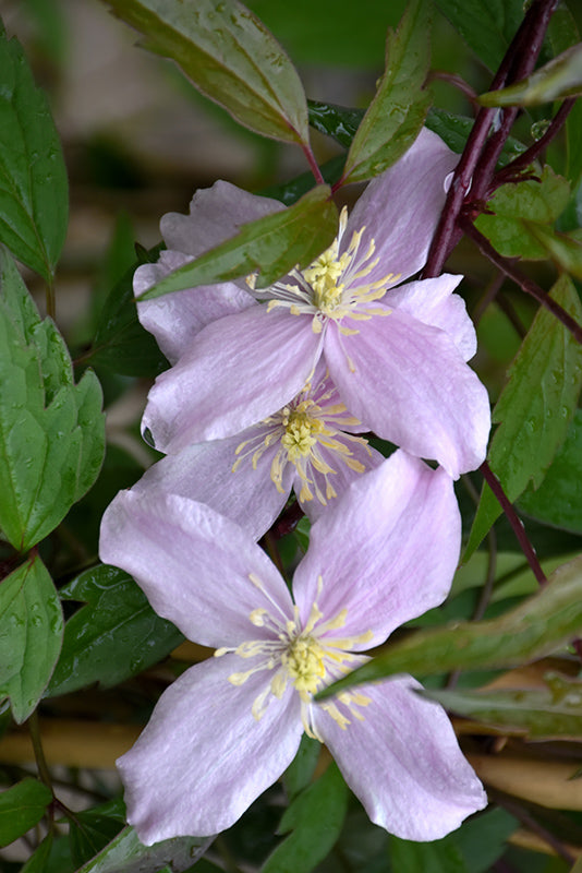 Clematis montana 'Rubens'