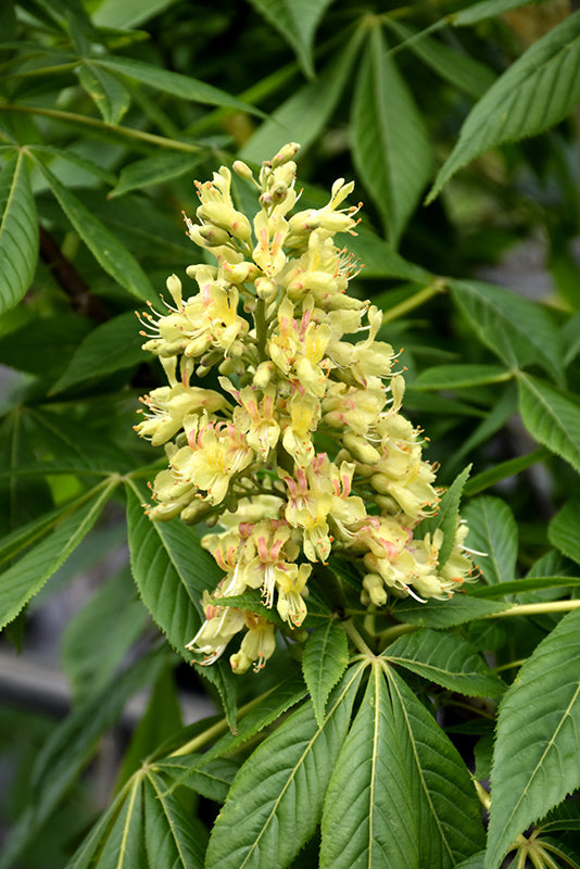 Aesculus glabra