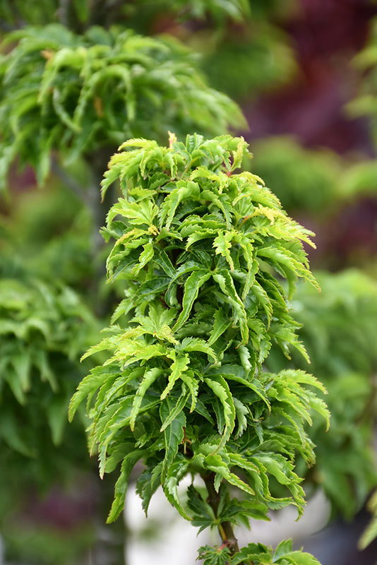 Acer palmatum 'Shishigashira'