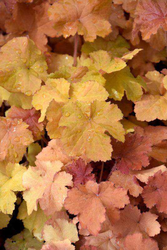 Heuchera 'Northern Exposure Amber'