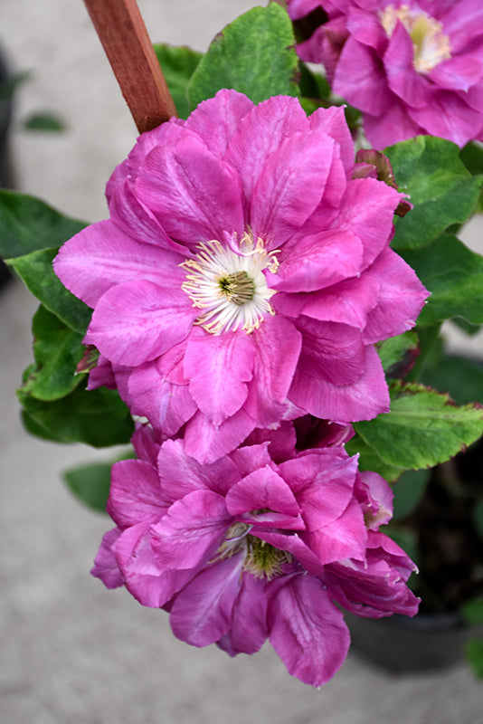 Clematis 'Red Star'