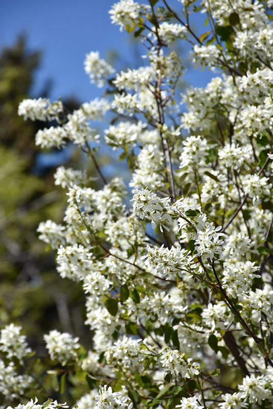 Amelanchier alnifolia 'Smokey'