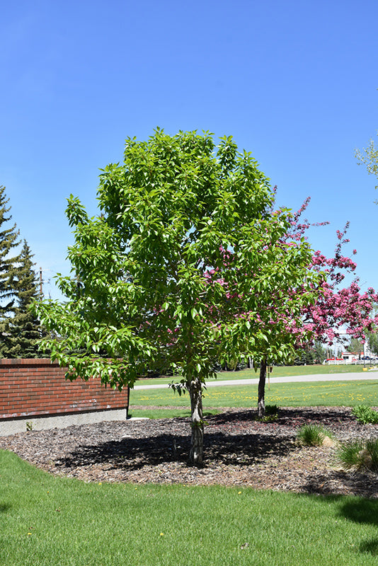 Populus balsamifera 'Paskapoo'