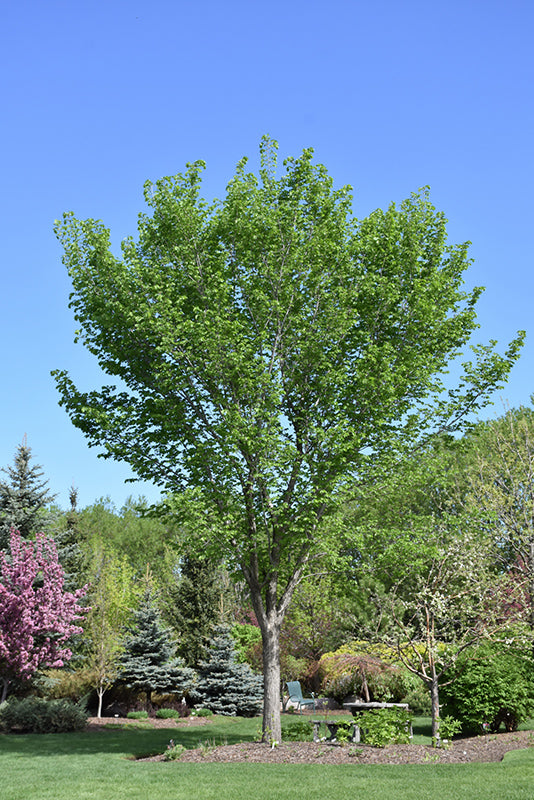 Ulmus americana 'Brandon'