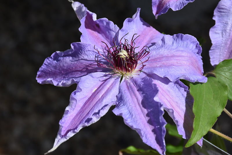 Clematis 'Blue Ravine'