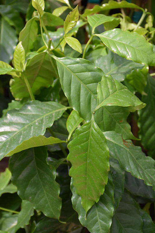 Coffea arabica