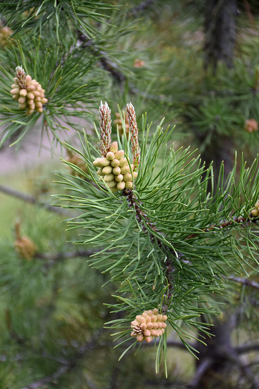 Pinus contorta