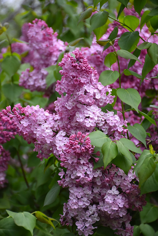 Syringa 'Old Glory'