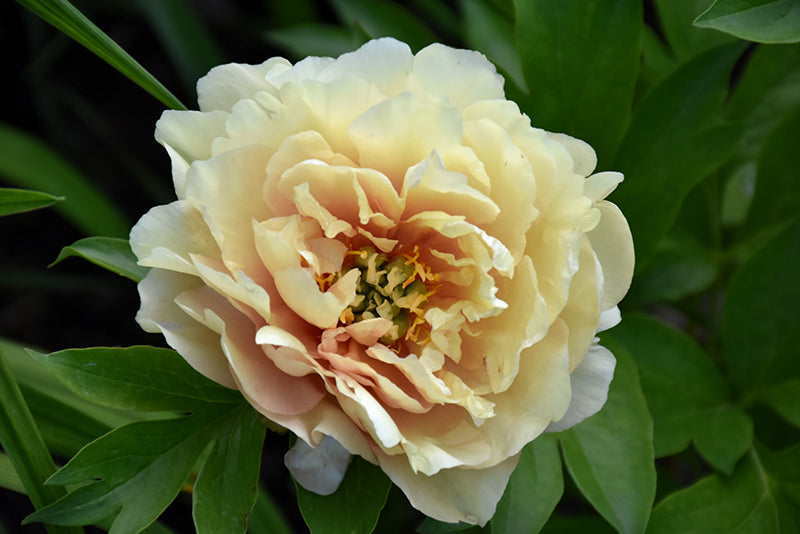 Paeonia 'Canary Brilliants'