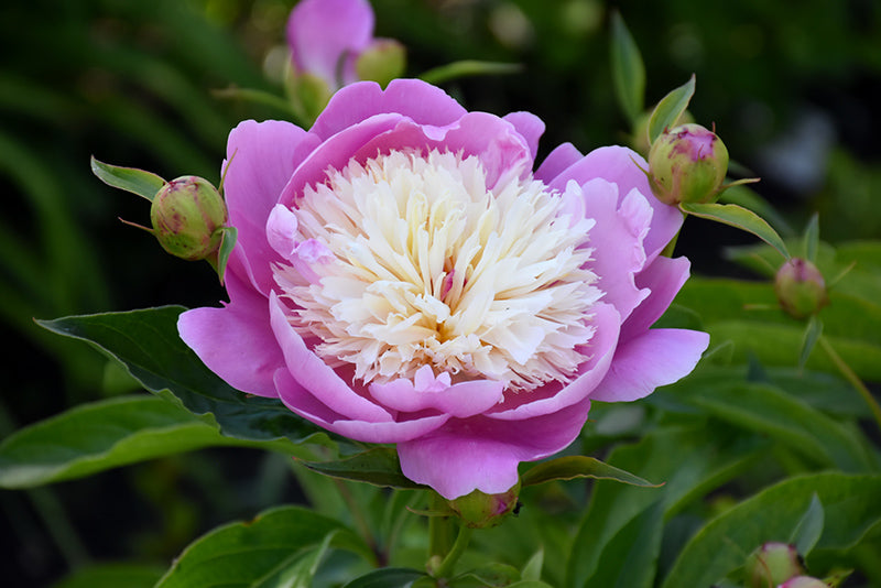 Paeonia 'Bowl Of Beauty'