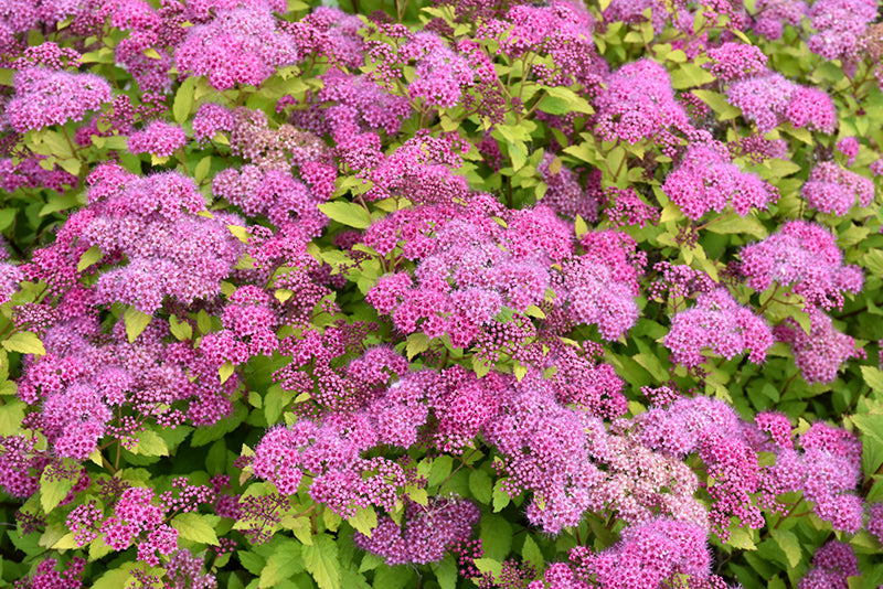 Spiraea japonica 'Walbuma' Magic Carpet