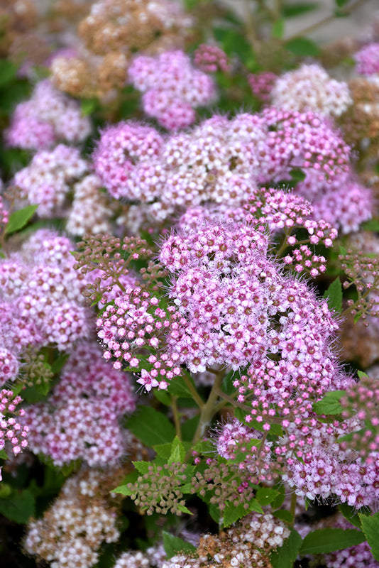 Spiraea japonica 'Little Princess'