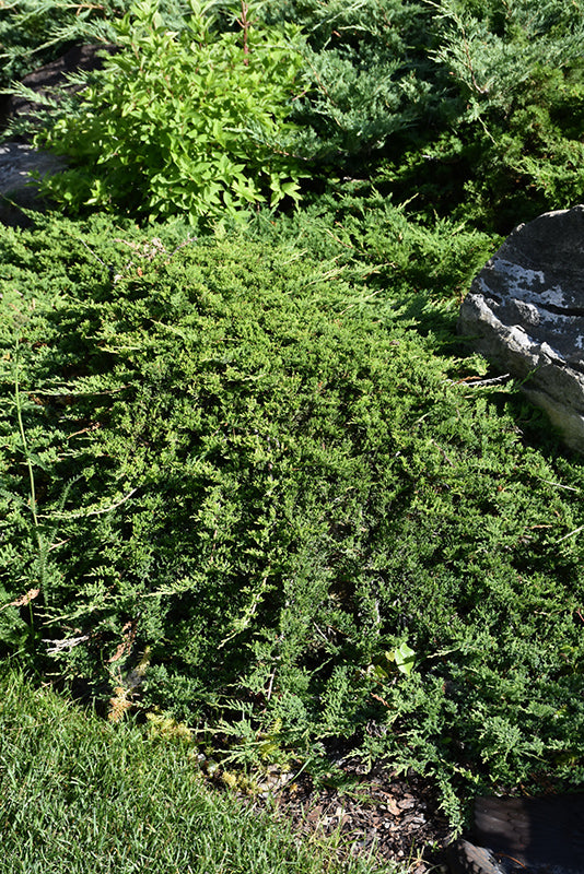 Juniperus sabina 'Tamariscifolia'