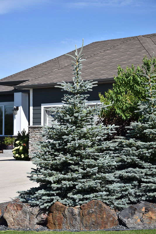 Picea pungens 'Baby Blue'