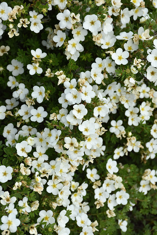 Potentilla fruticosa 'Abbottswood'