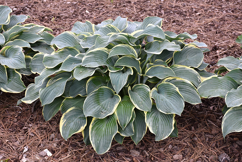 Hosta 'Regal Splendor'