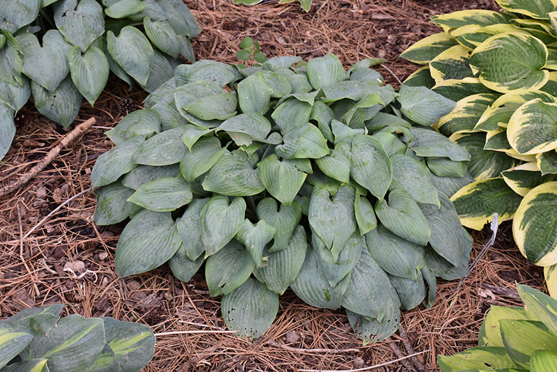 Hosta 'Fragrant Blue'