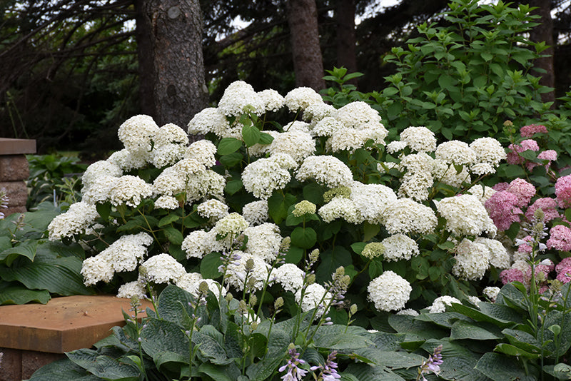 Hydrangea arborescens 'Annabelle'