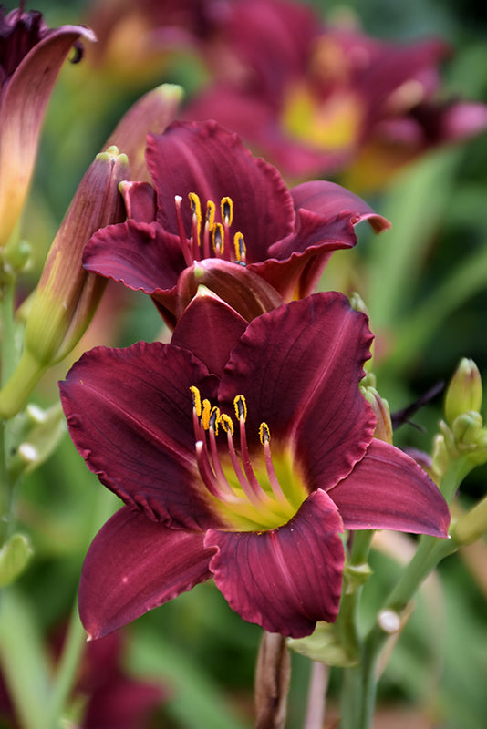 Hemercallis 'Ruby Stella'